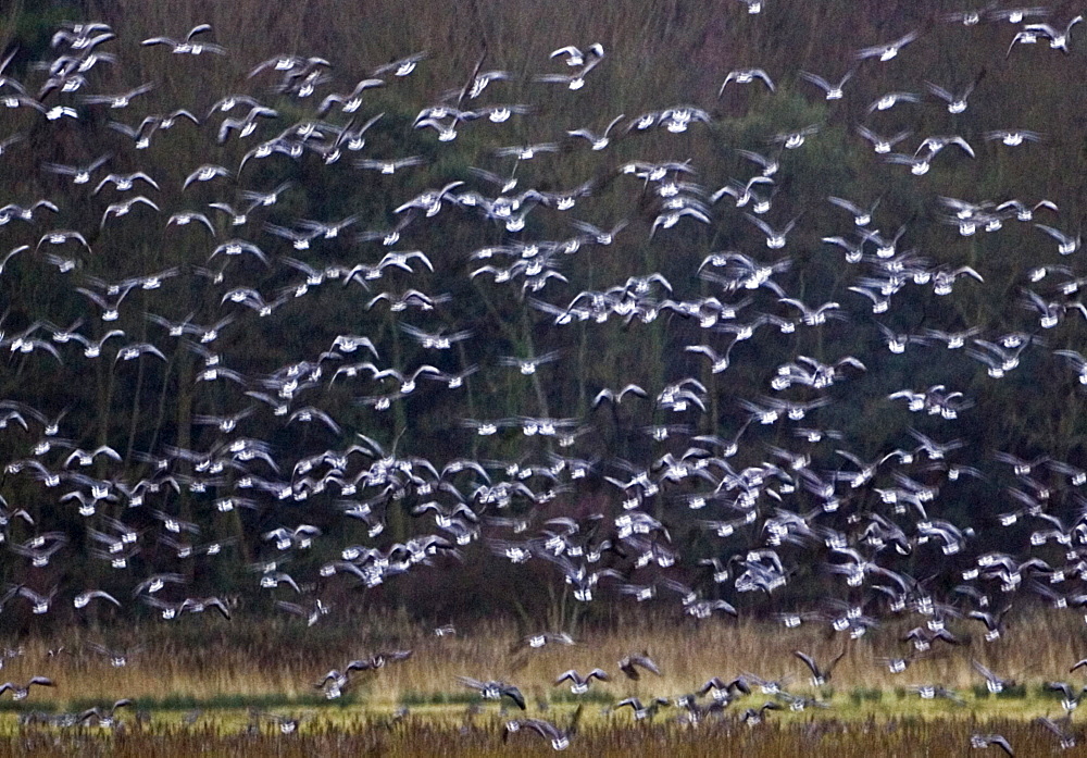 Migrating Pink-Footed geese over-wintering at Holkham, North Norfolk coast, East Anglia, Eastern England