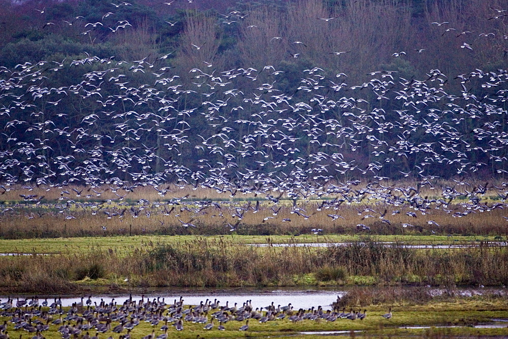 Migrating Pink-Footed geese over-wintering on marshland at Holkham, North Norfolk coast, East Anglia, Eastern England