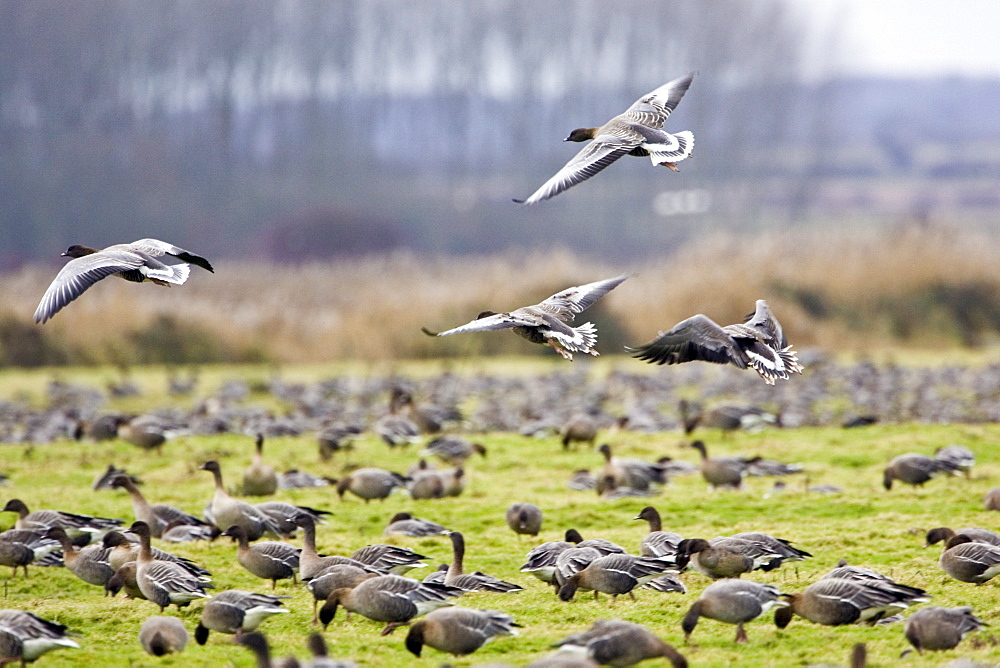 Migrating Pink-Footed geese over-wintering on marshland at Holkham, North Norfolk coast, East Anglia, Eastern England