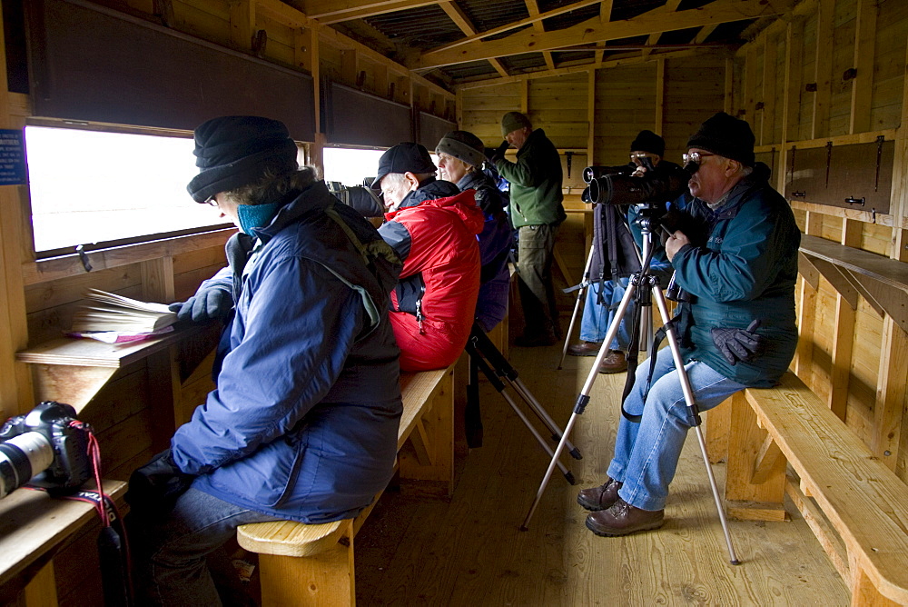 Birdwatchers inside bird hide watch migrating geese over-wintering near Holkham, Norfolk, East Anglia, United Kingdom