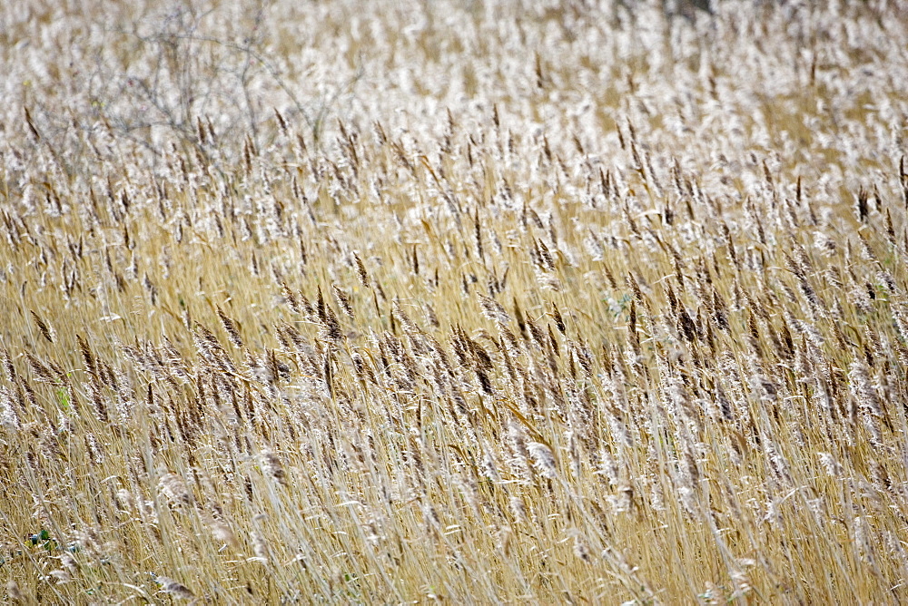 Migrating Pink-Footed geese over-wintering at Holkham, North Norfolk coast, East Anglia, Eastern England