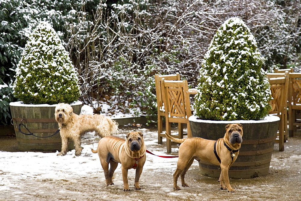 Well-behaved dogs tied to snow covered plant pots outside Kenwood House, Hampstead Heath, London, England, United Kingdom