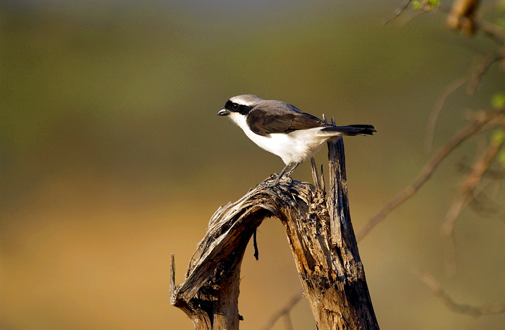 Gray-backed Fiscal (shrike), Grumet, Tanzania, East Africa