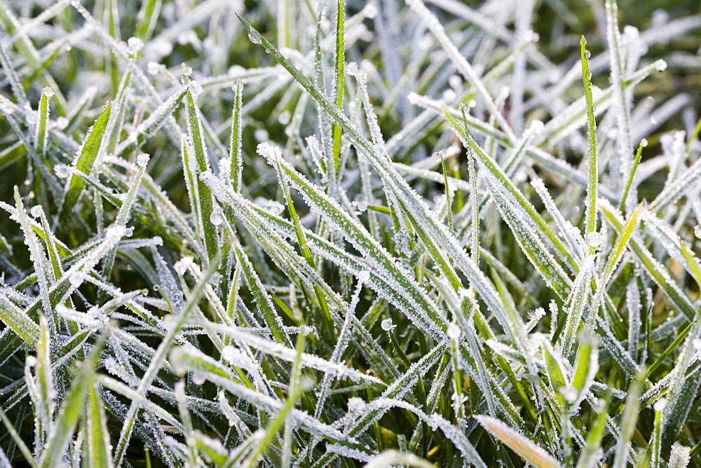 Hoar frost covered grass, Swinbrook, Oxfordshire, United Kingdom