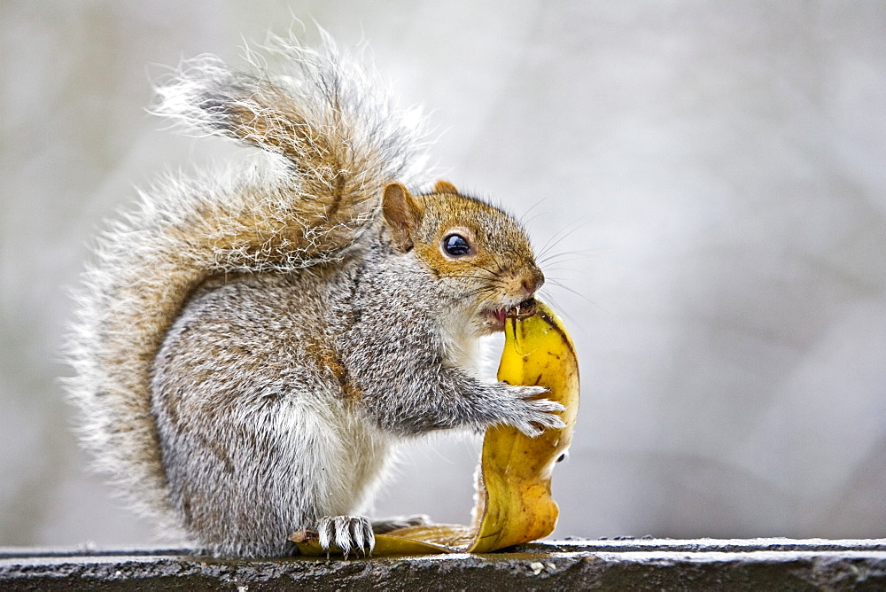 Grey squirrel eats banana skin from rubbish bin in Hampstead Heath, London, United Kingdom