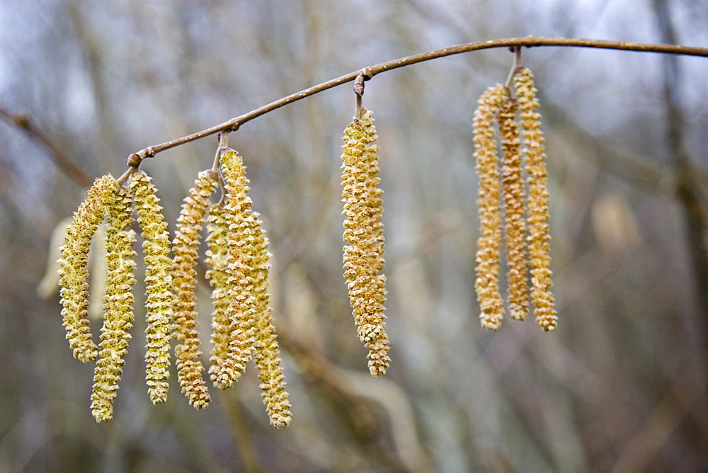 Hazel Catkins, Bruern, The Cotswolds, United Kingdom