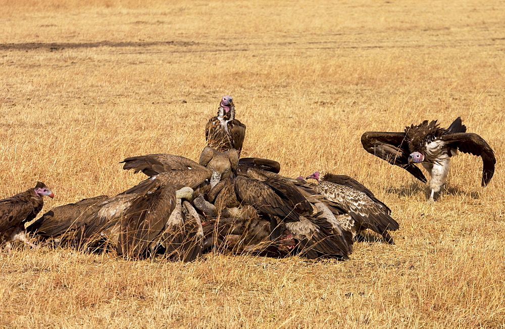 Lappet Faced Vultures feasting on an animal carcass, Grumet, Tanzania, East Africa