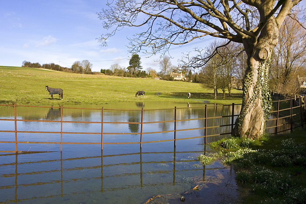 Horses graze in flooded field in Oxfordshire, The Cotswolds, United Kingdom