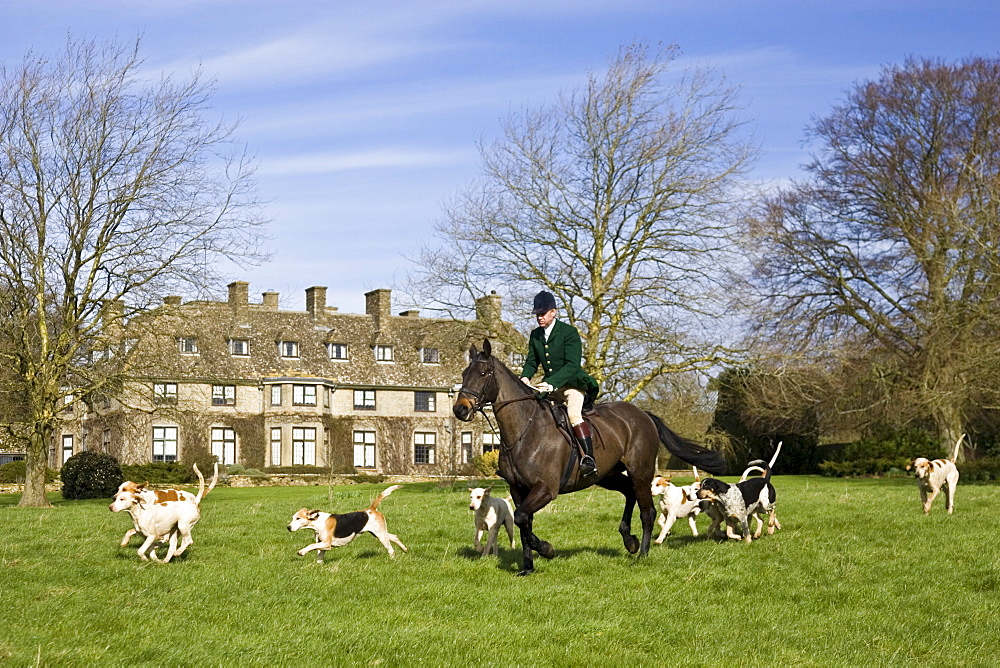 Member of Heythrop Hunt rides with hounds at traditional Hunt Meet on Swinbrook House Estate in Oxfordshire, United Kingdom