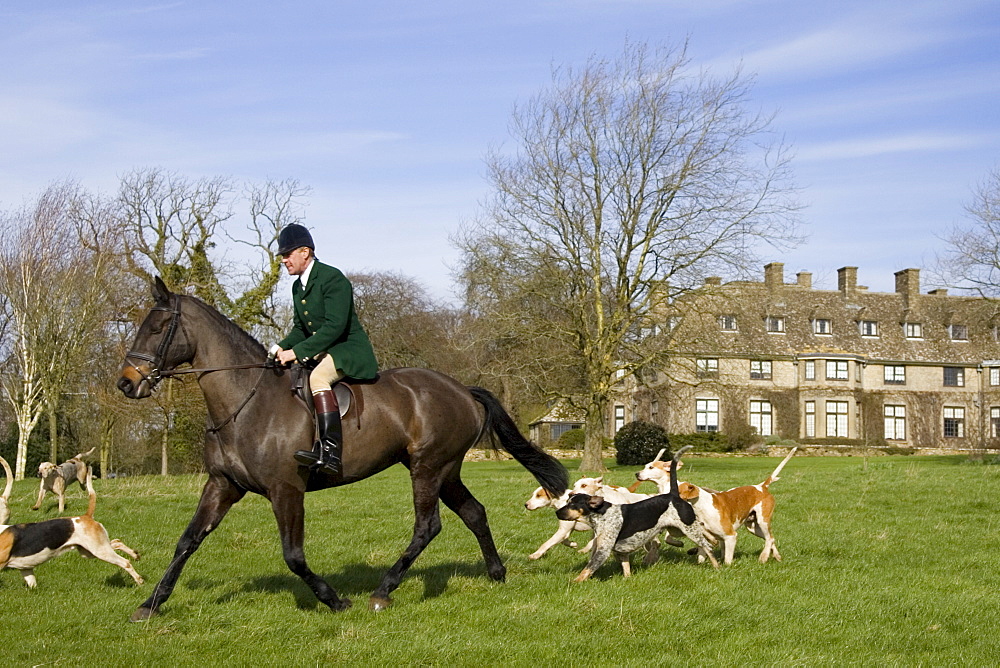 Member of Heythrop Hunt rides with foxhounds at traditional Hunt Meet on Swinbrook House Estate in Oxfordshire, United Kingdom