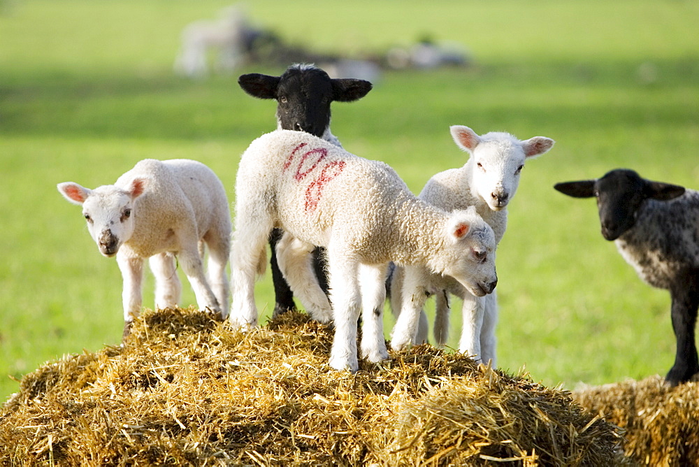 Lambs in Stanway, Gloucestershire, United Kingdom