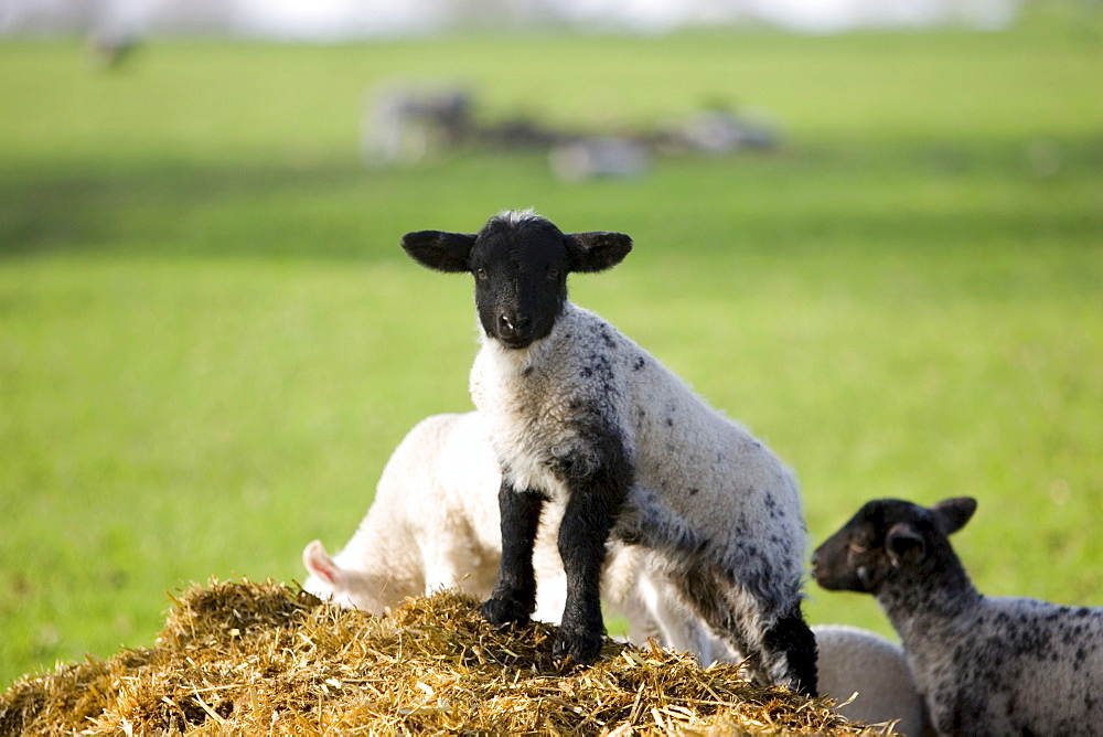 Lamb in Stanway, Gloucestershire, United Kingdom