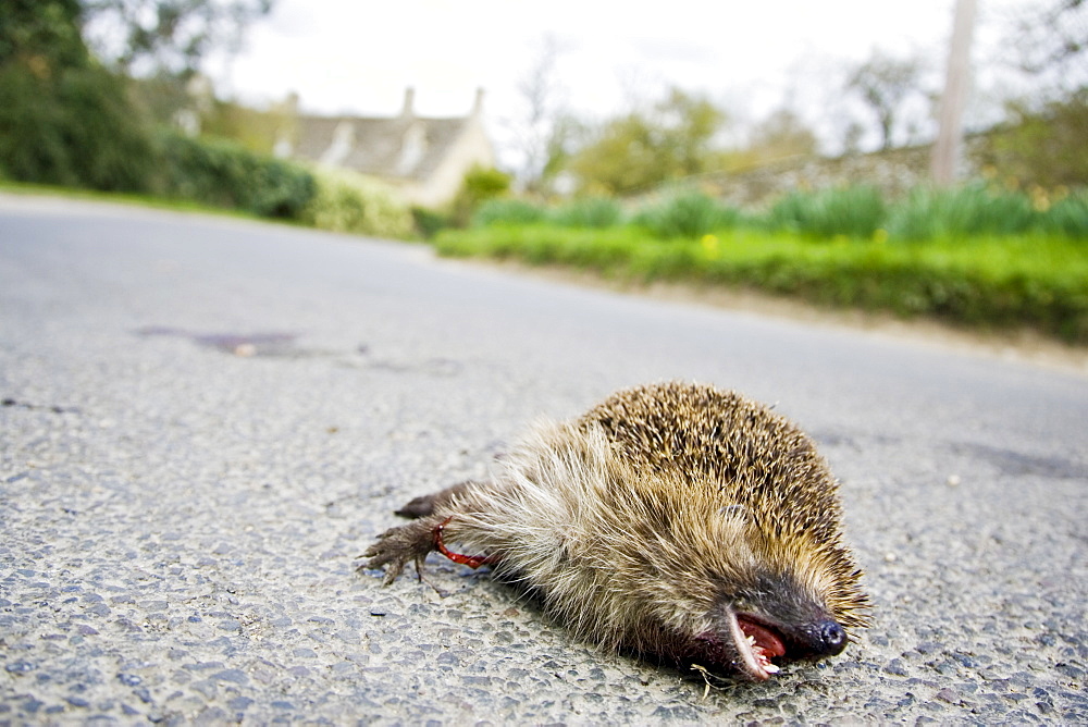 Dead hedgehog on country road, Swinbrook, Oxfordshire, United Kingdom