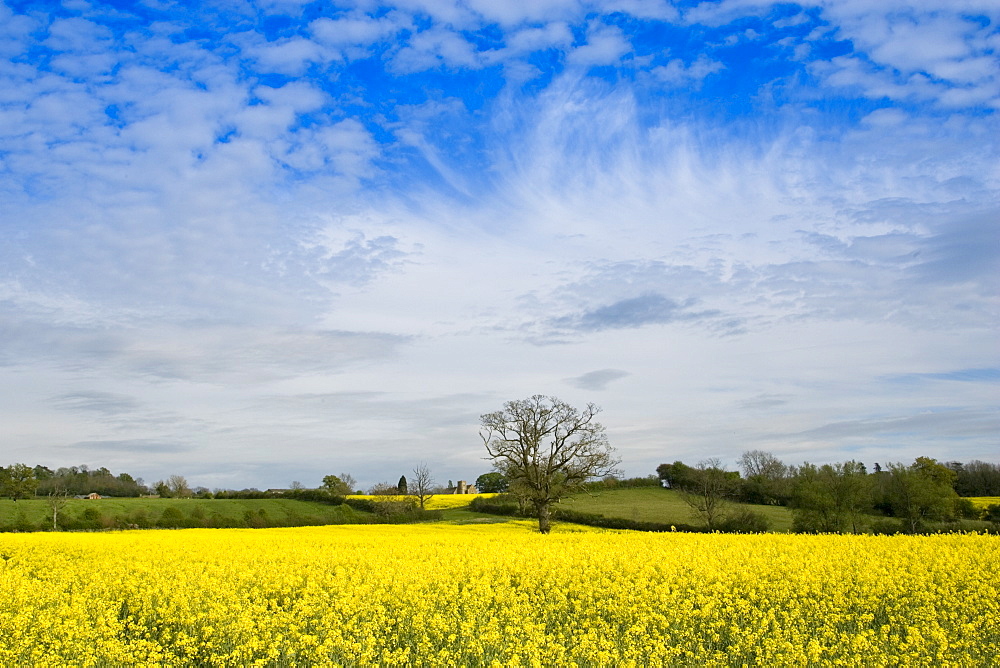 Rape seed crop field in Wyck Rissington and St Peter's Church in Little Rissington, The Cotswolds, Gloucestershire, England