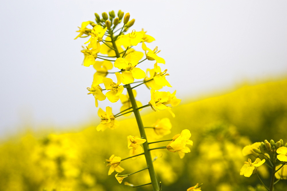 Rape seed crop field, Wyck Rissington, England, Gloucestershire, United Kingdom