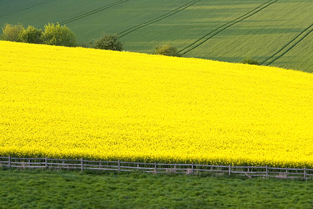 Rape seed crop field, Stow-On-The-Wold, The Cotswolds, Gloucestershire, England, United Kingdom