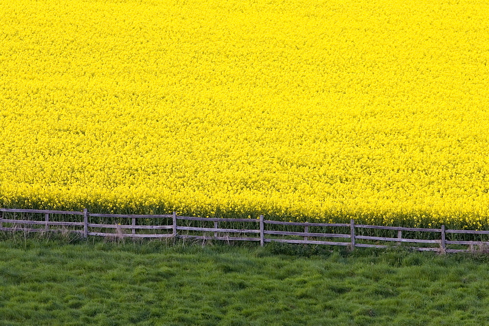 Rape seed crop field near Stow-On-The-Wold, The Cotswolds, Gloucestershire, England, United Kingdom