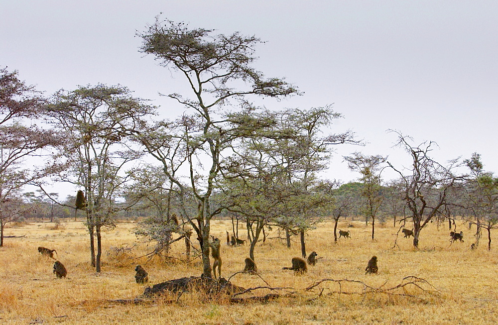 Olive Baboons, Grumeti, Tanzania