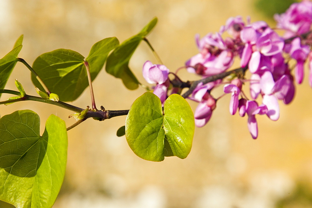 Tree branch thought to be a Judas Tree, Gloucestershire, The Cotswolds, England, United Kingdom