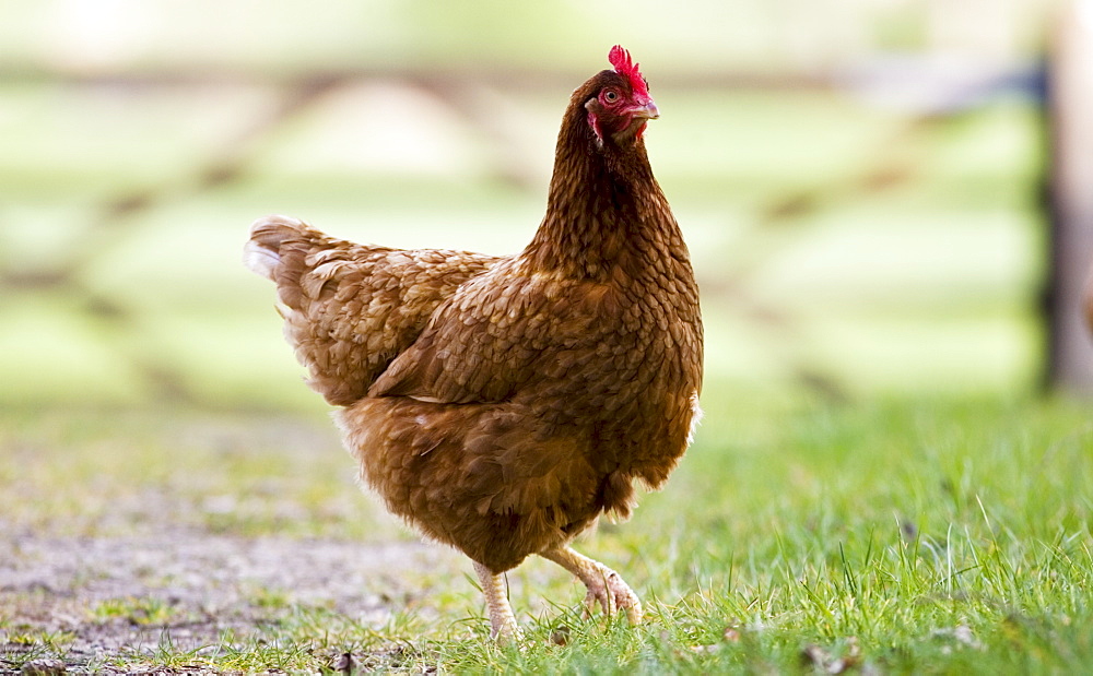 Free-range hen, Chedworth, Gloucestershire, United Kingdom