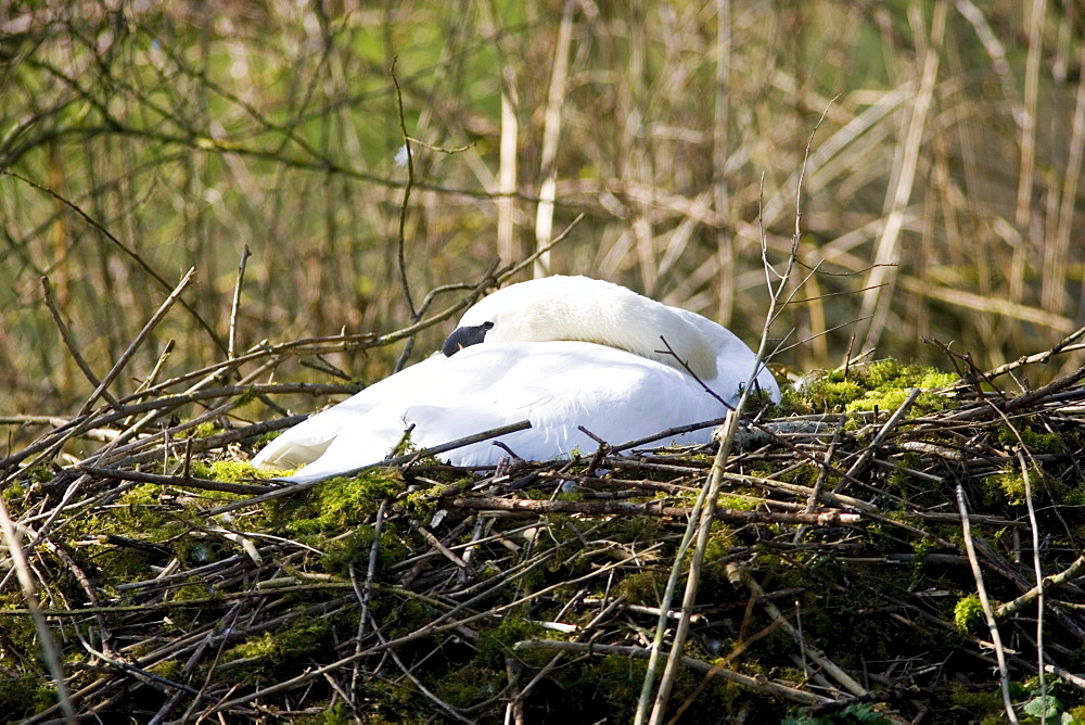 Female mute swan asleep on nest of moss and twigs, Donnington, Gloucestershire, The Cotswolds, England, United Kingdom