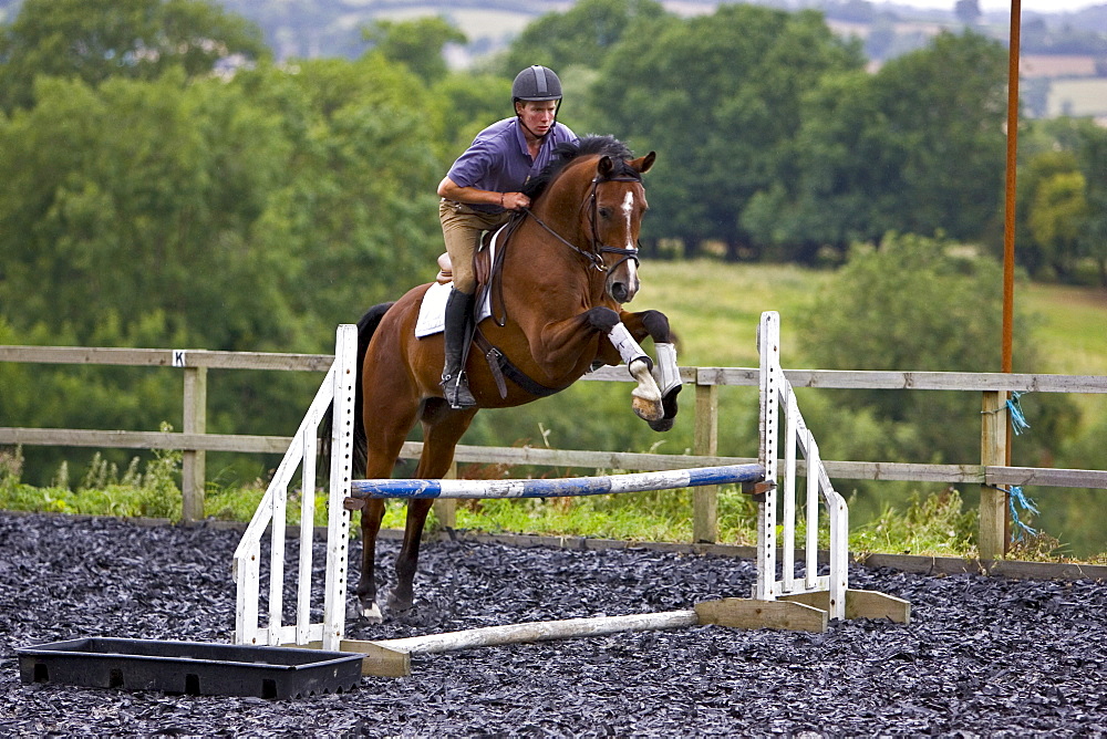 Young man schools a Dutch Warmblood horse, Oxfordshire, England