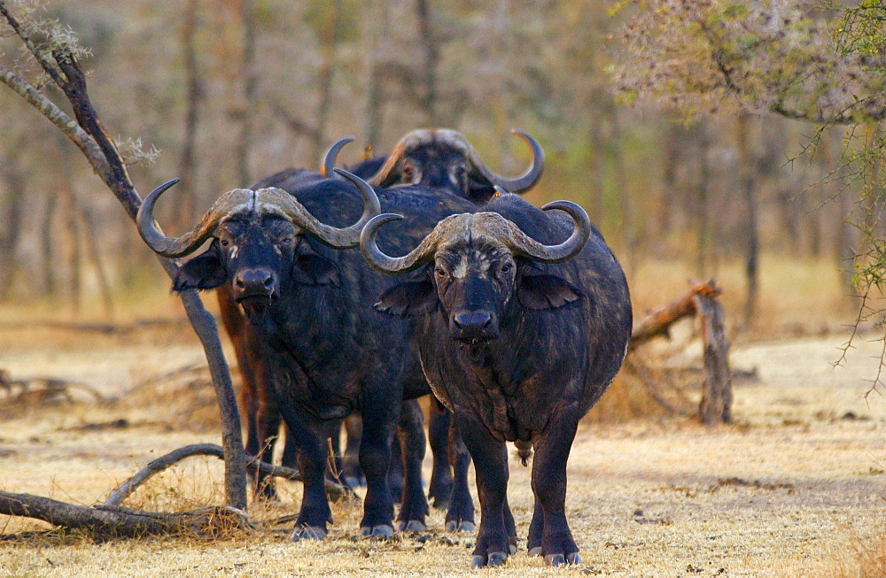 Herd of four African Cape buffalos,  Grumeti,Tanzania, East Africa