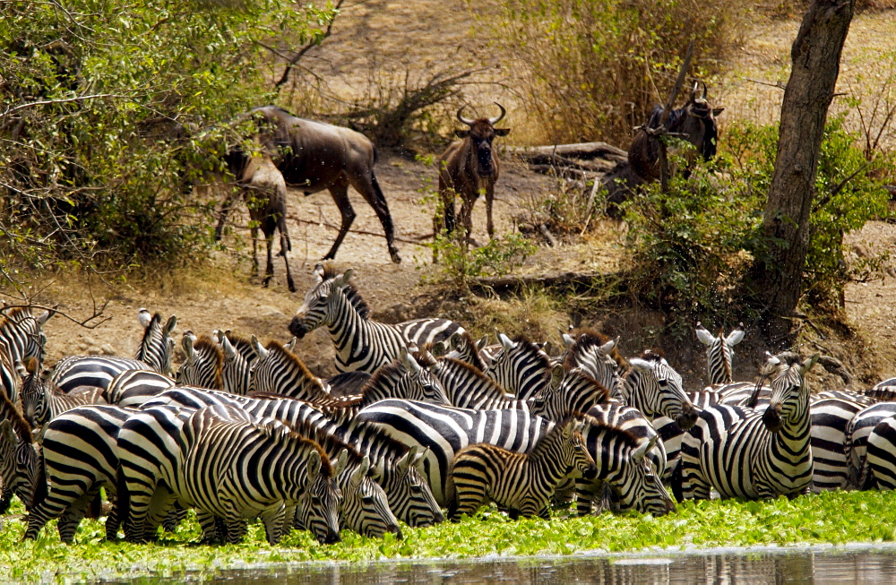 A herd of Common Plains Zebra (Grant's) drinking,  Grumeti, Tanzania