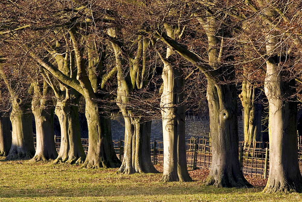 Avenue of beech trees in Asthall Leigh, Oxfordshire, United Kingdom