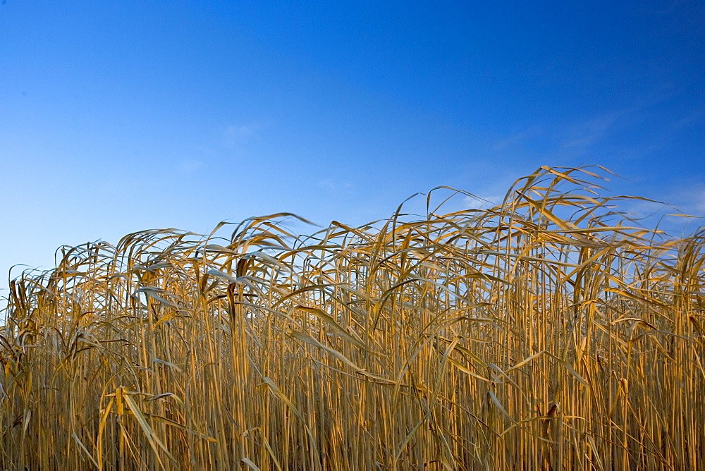 Miscanthus, elephant grass, alternative energy crop grown for fuel, Oxfordshire, United Kingdom