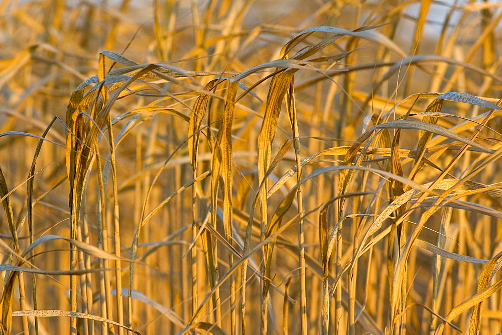 Miscanthus, elephant grass, alternative energy crop grown for fuel, Oxfordshire, United Kingdom