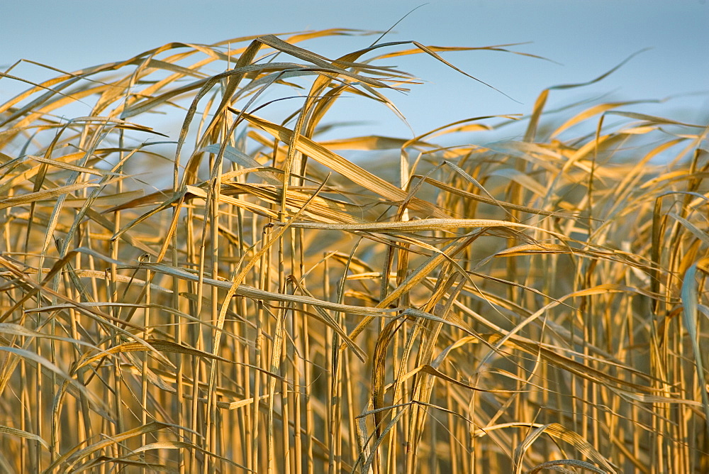 Miscanthus, elephant grass, alternative energy crop grown for fuel, Oxfordshire, United Kingdom