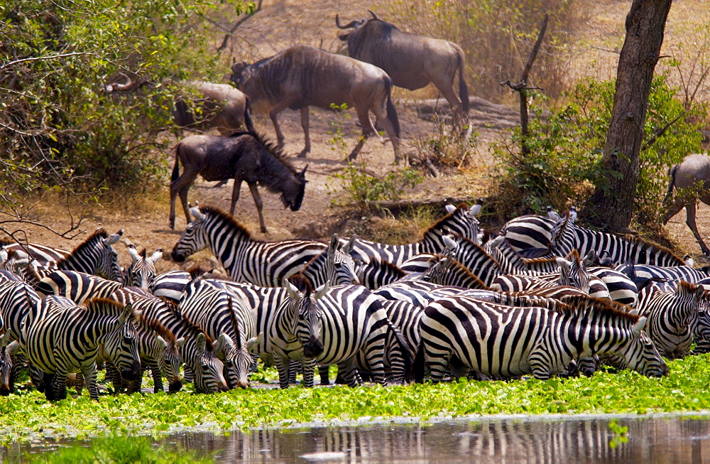 A herd of Common Plains Zebra (Grant's) drinking,  Grumeti, Tanzania