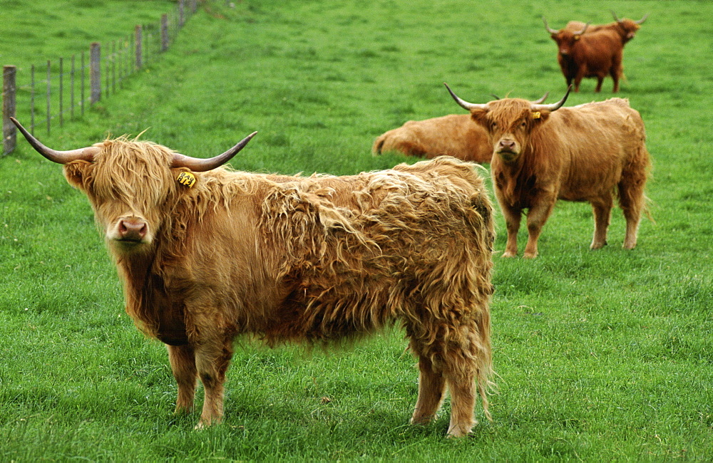 Highland Cattle,  Scotland, United Kingdom.