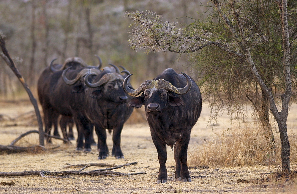 Herd of four African Cape buffalos,  Grumeti,Tanzania, East Africa