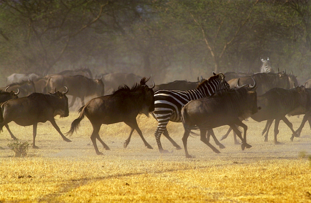 Herd of migrating Blue Wildebeest, Grumeti, Tanzania