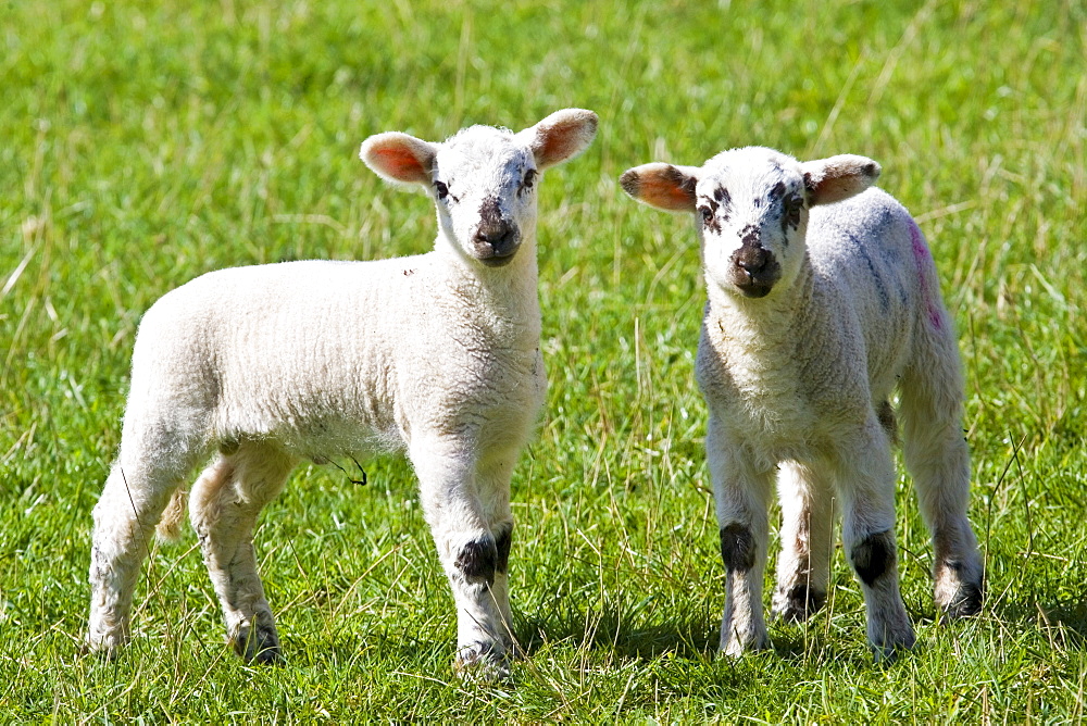 Lambs in the Cotswolds, Oxfordshire, United Kingdom, UK.