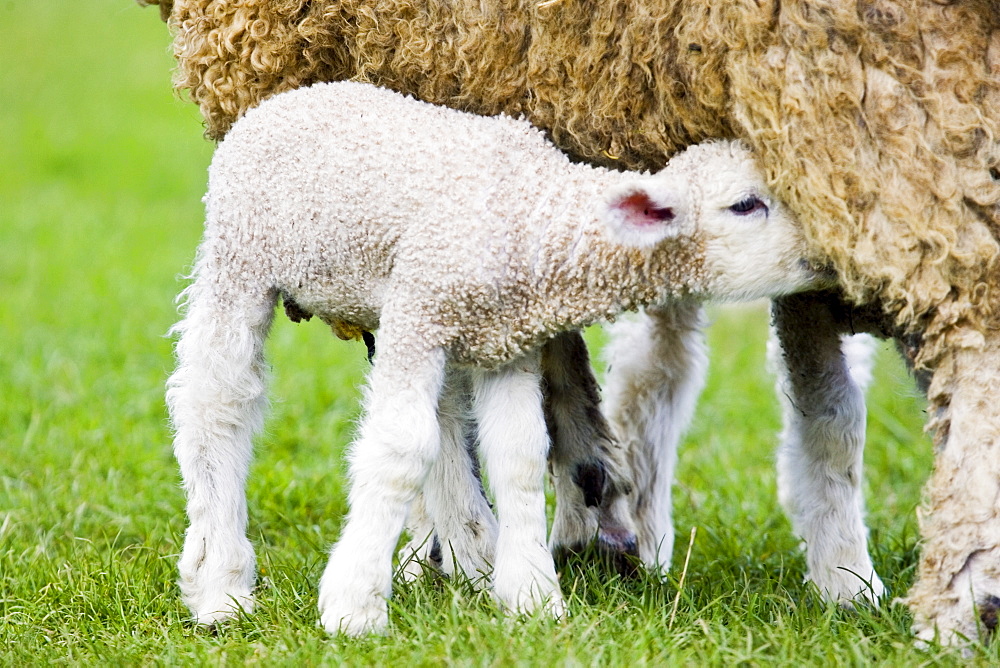 Lamb suckling from its mother, the Cotswolds, Oxfordshire, United Kingdom, UK.