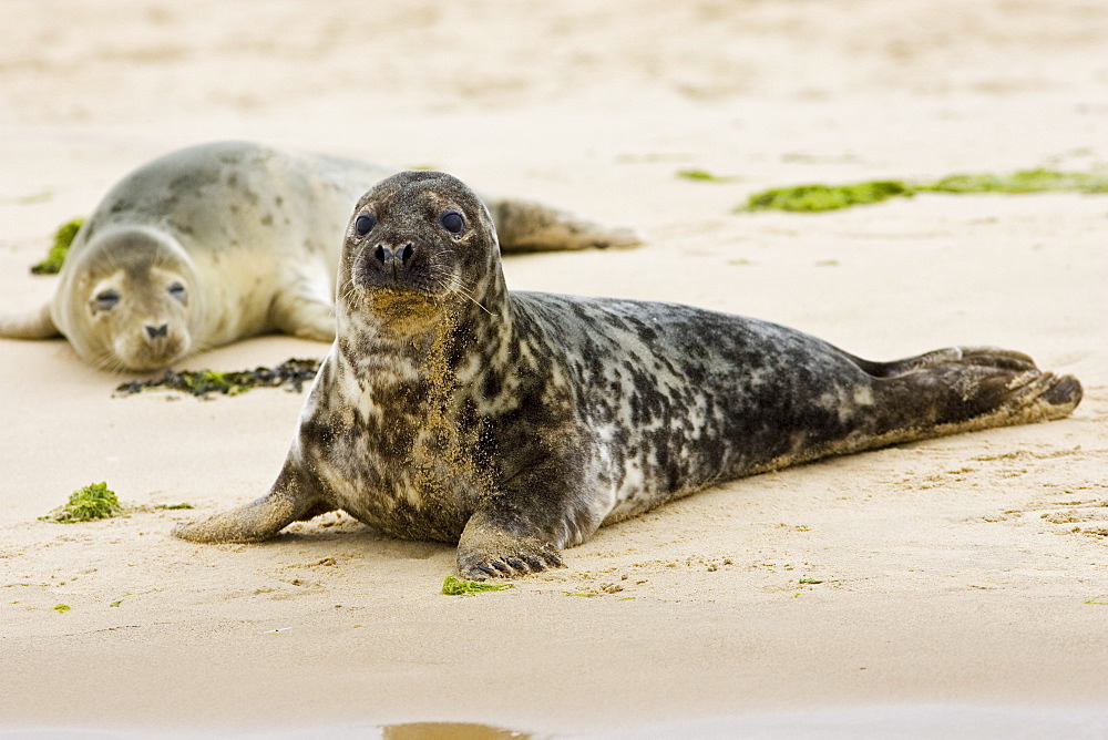 Common Grey Seals, Norfolk, United Kingdom