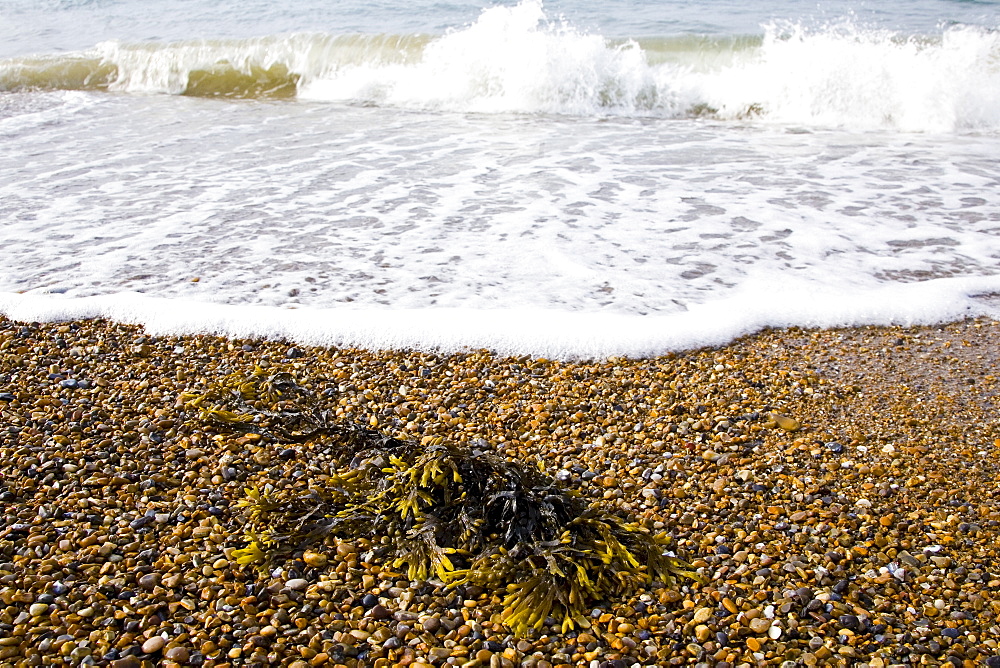 Seaweed washed up on Cley Beach, North Norfolk coast, United Kingdom