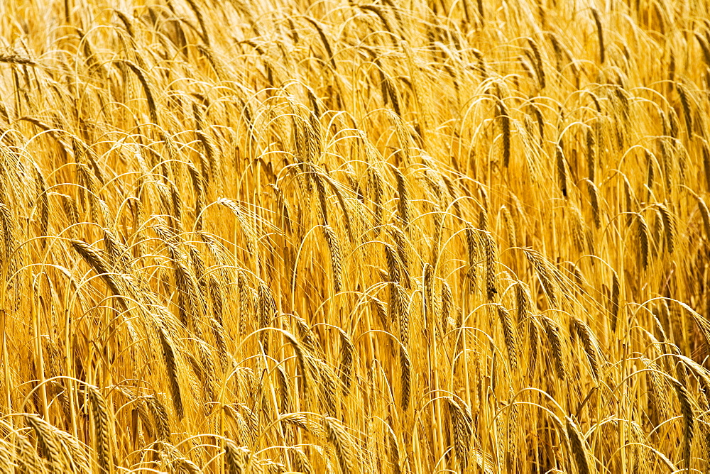 Barley field in Norfolk, United Kingdom