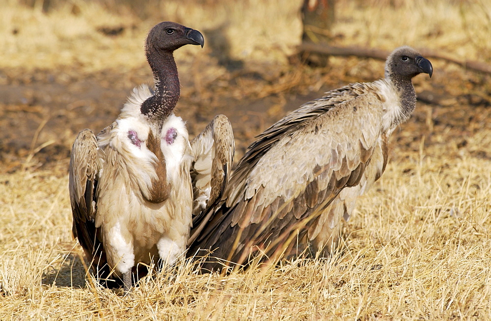 Lappet Faced Vultures, Grumet, Tanzania, East Africa