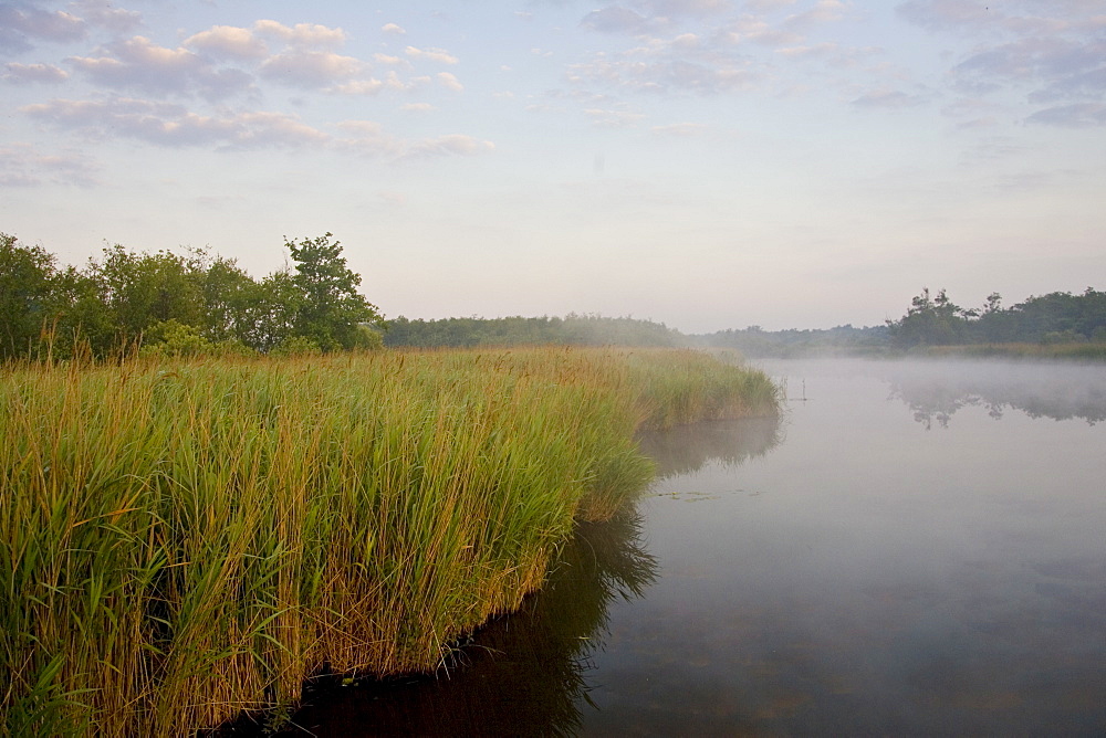 Mist over Hickling Broad, Norfolk Broads, United Kingdom