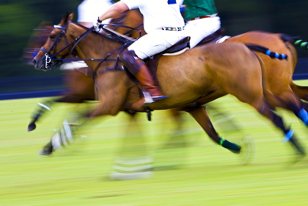 Polo ponies and riders at Guards Polo Club in Windsor, United Kingdom