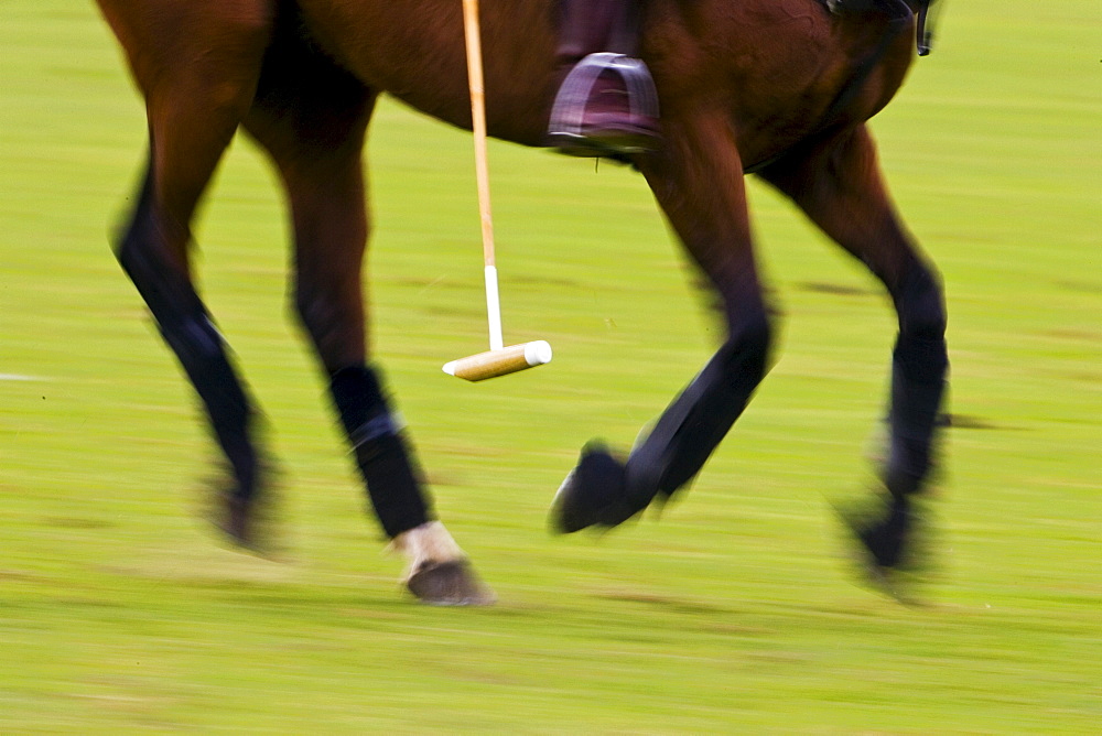 Polo pony at Guards Polo Club in Windsor, United Kingdom