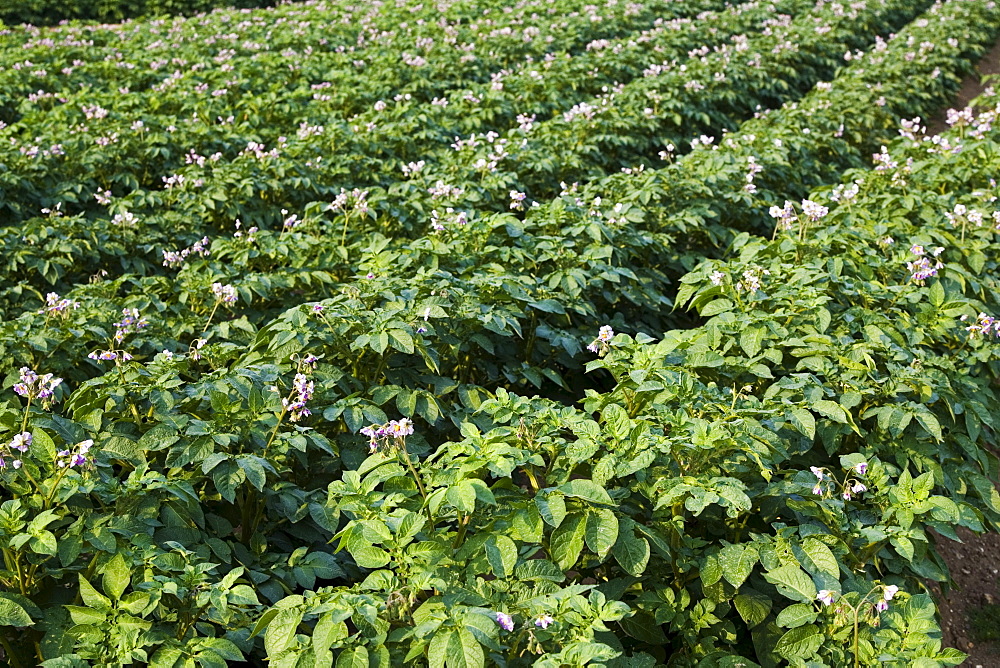 Potato crop grown for sale in supermarkets, near Holkham, United Kingdom