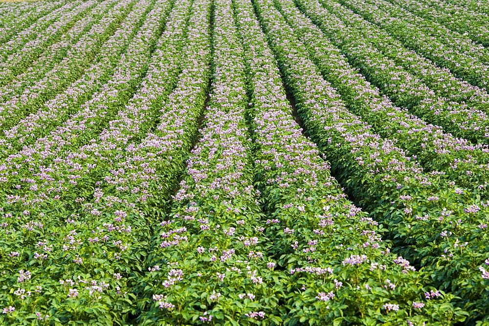 Potato crop grown for supermarkets, near Holkham, United Kingdom