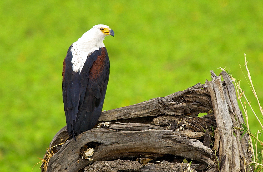 African Fish-Eagle, Grumeti, Tanzania, East Africa