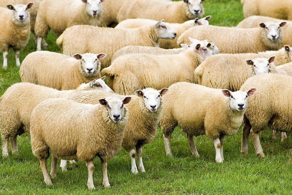 Flock of sheep grazing in a field , Oxfordshire, England