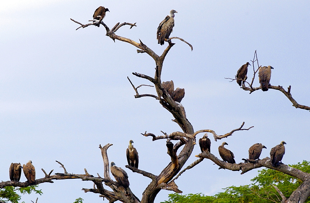 Flock of vultures roosting in trees, Grumeti, Tanzania, East Africa